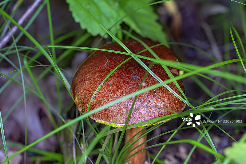 自然环境中的牛肝菌图片素材