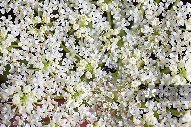 野胡萝卜花头图片素材