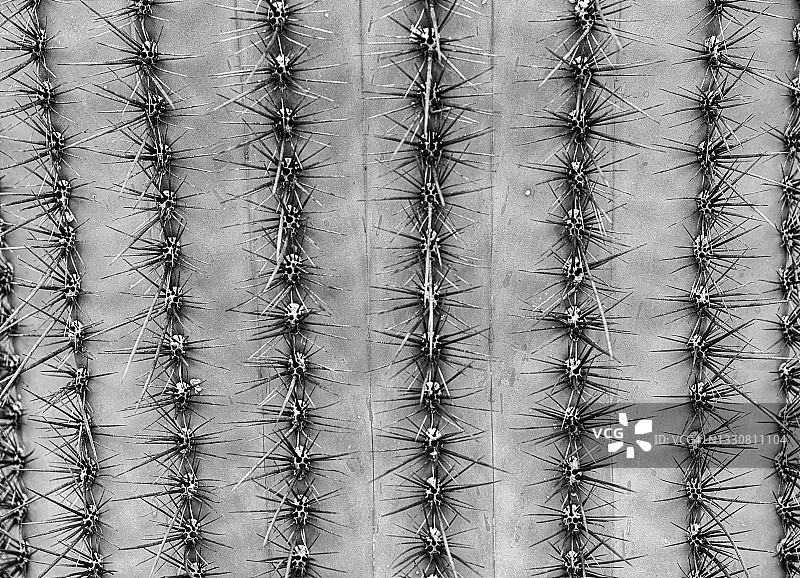 黑白仙人球微距摄影图片素材