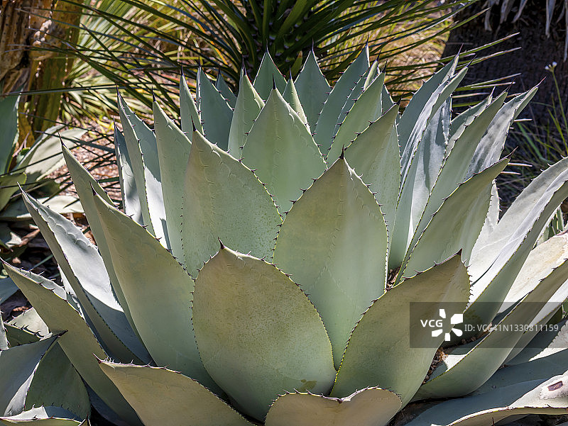 龙舌兰图片素材