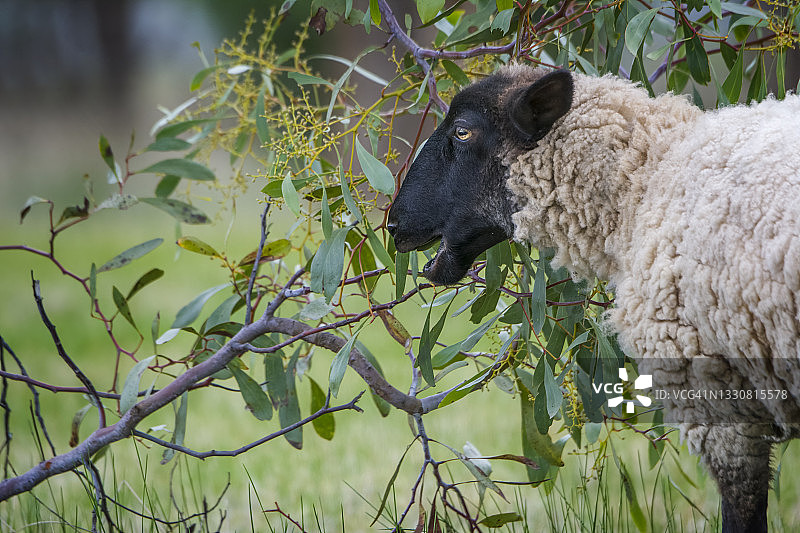萨福克绵羊母羊图片素材