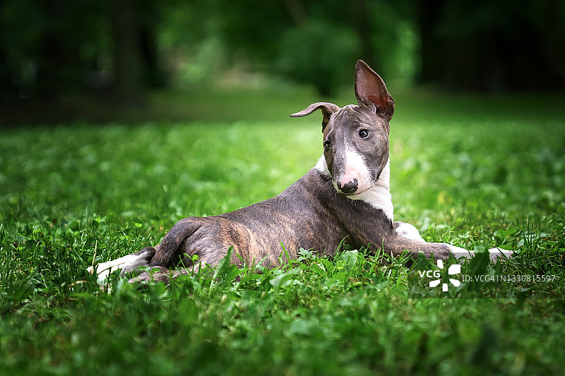 斜躺的牛头梗图片素材