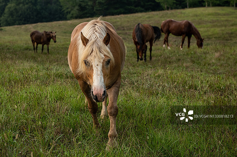 走向镜头的帕洛米诺马图片素材
