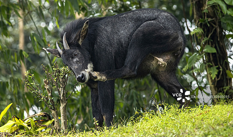 热带森林中的苏门答腊鬣羚图片素材