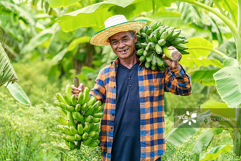 手持绿色新鲜香蕉的亚洲男性农业工作者，有机农场微笑的香蕉种植者图片素材