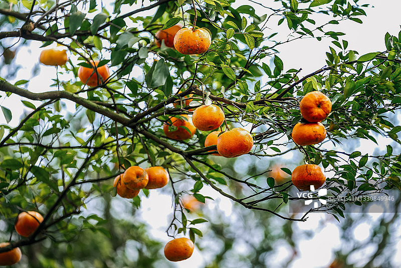 热带气候下的金桔图片素材
