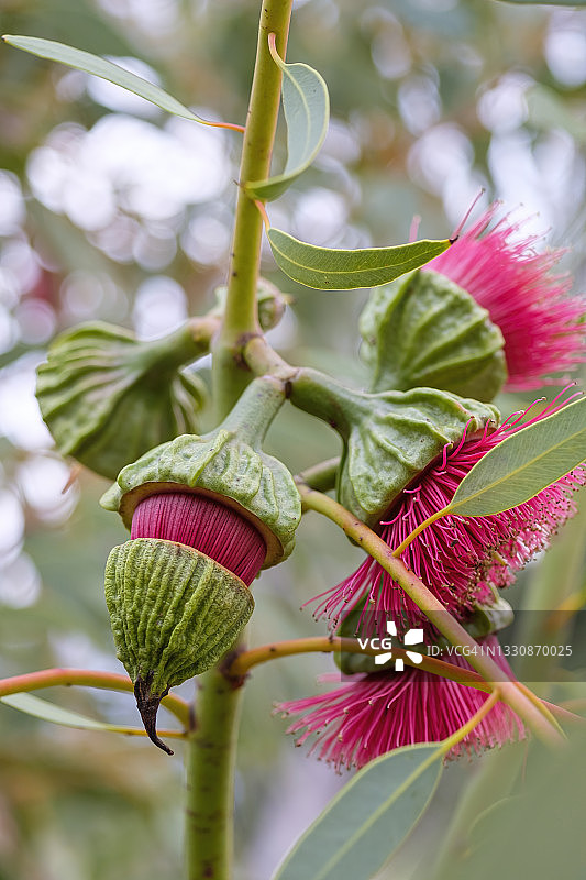 粉色桉树花——西澳大利亚珀斯图片素材