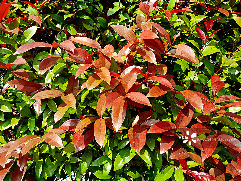 红叶石楠图片素材