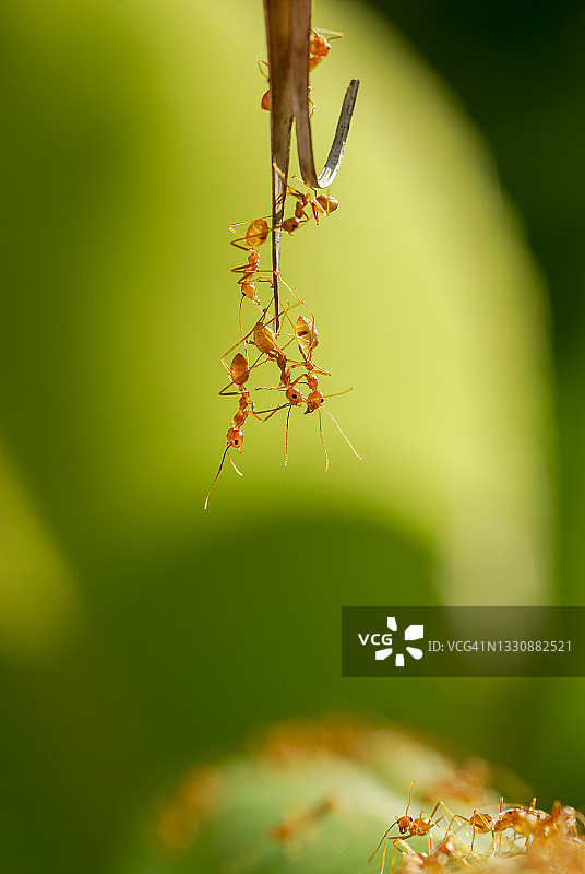 红蚂蚁搭建桥梁图片素材