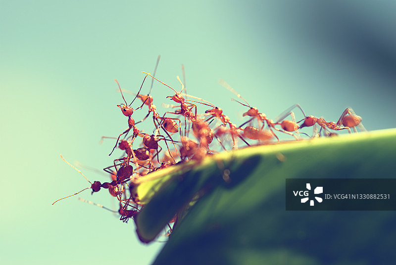 香蕉叶上的一群红蚂蚁图片素材