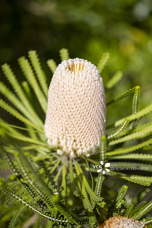 澳大利亚西澳大利亚的 Banksia花图片素材