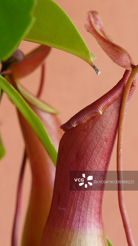 猪笼草"Ventrata"特写图片素材