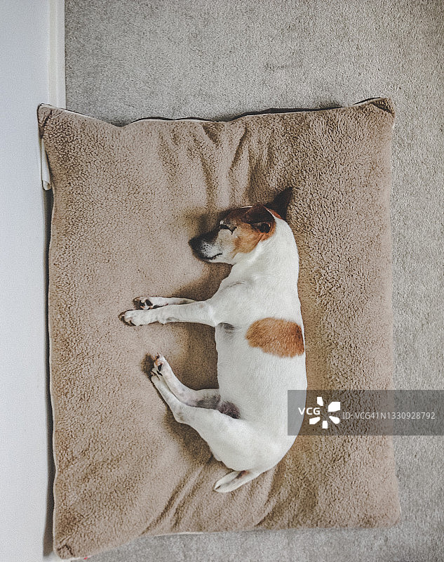 老年犬在舒适的狗窝里睡觉图片素材