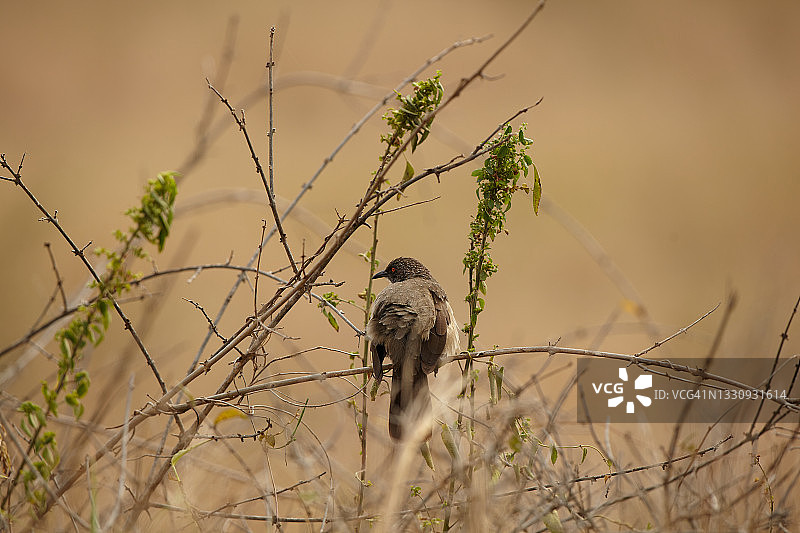 箭纹鹛图片素材