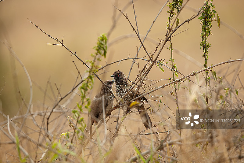 箭纹鹛图片素材