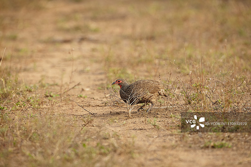 斯温氏鹧鸪图片素材