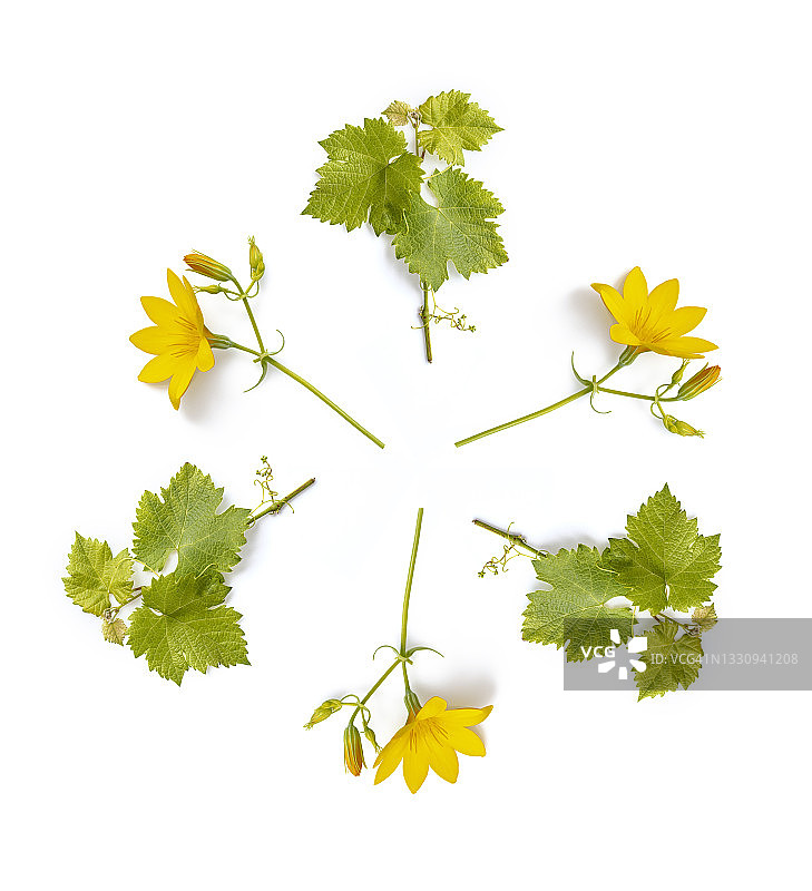 白色背景绿色藤蔓叶片雏菊花全幅图片素材