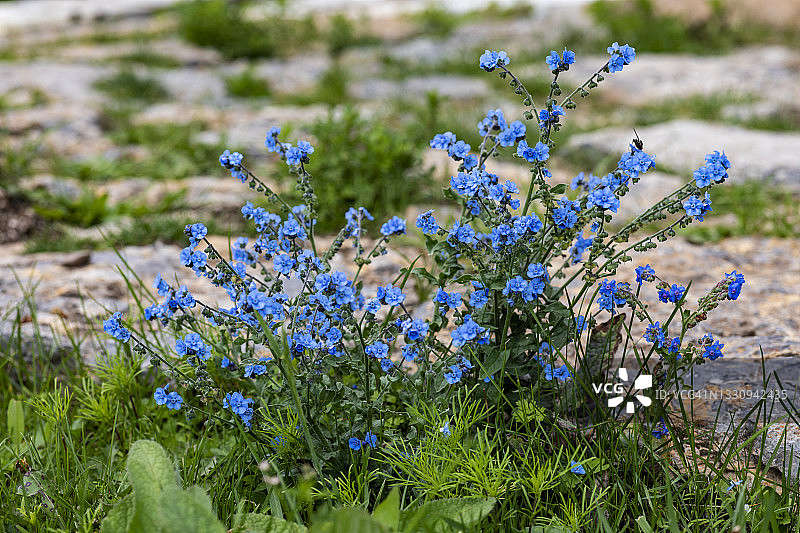 勿忘我花朵特写图片素材