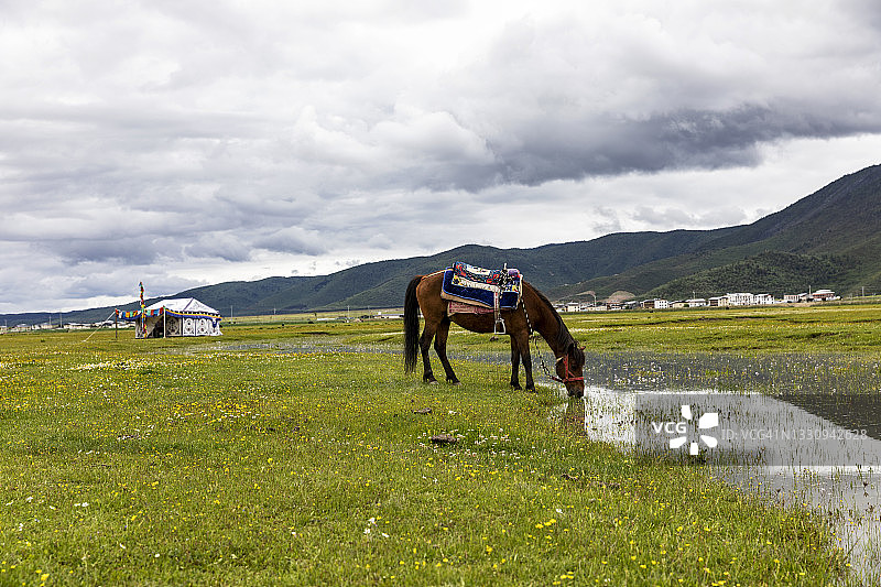 草原上的马图片素材