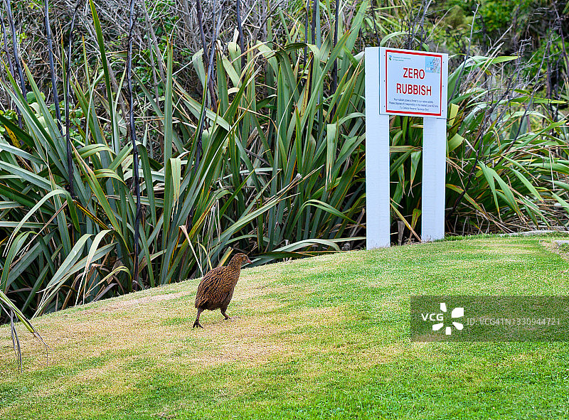 秧鸡与“零垃圾”标牌图片素材