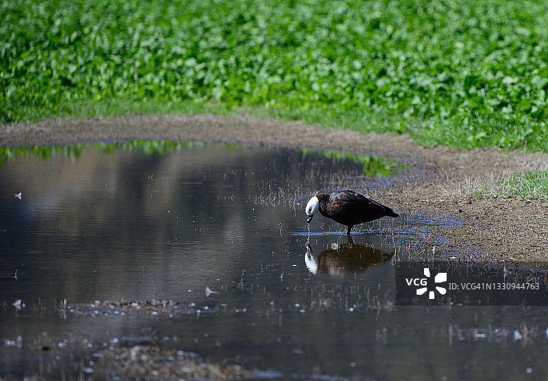 棕胁麻鸭图片素材