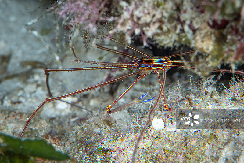 科苏梅尔岛水下的箭蟹图片素材