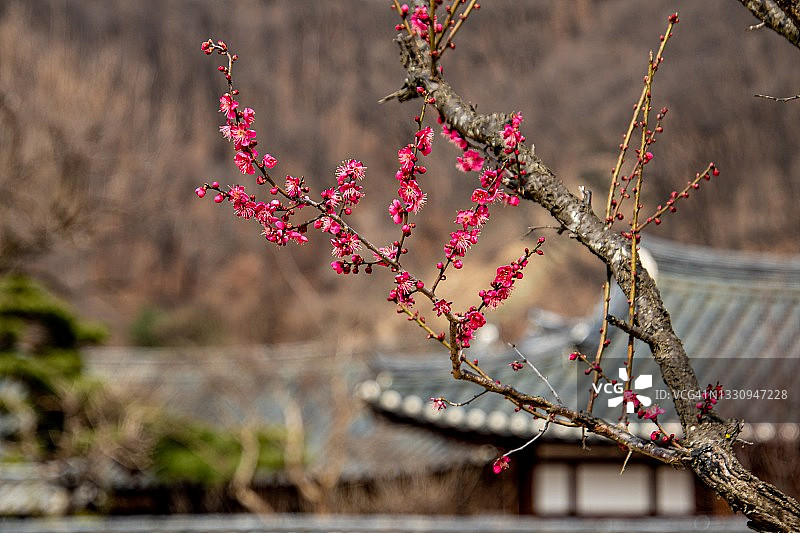韩国大邱梅花图片素材