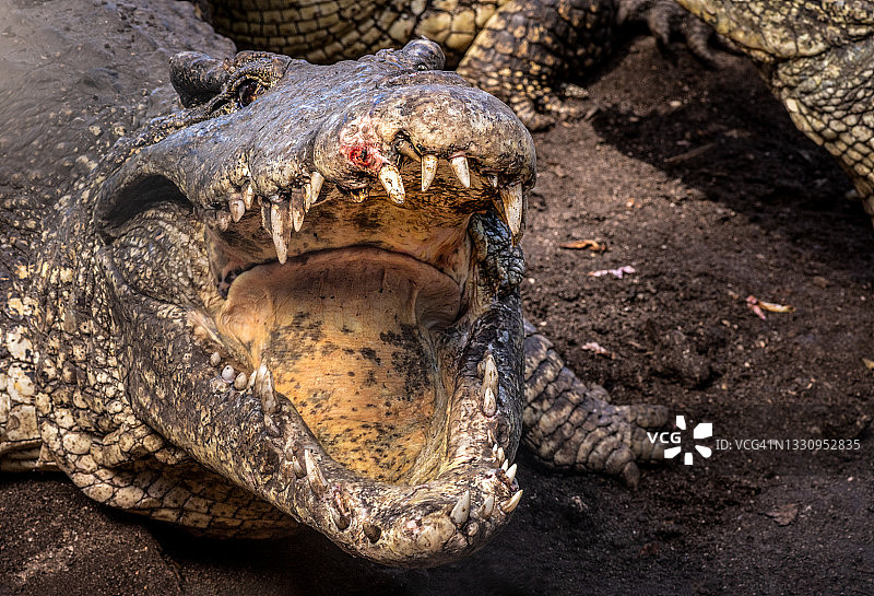 古巴鳄鱼，张开嘴，位于古巴萨帕塔半岛萨帕塔沼泽图片素材