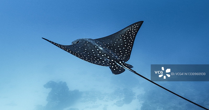 spotted eagle ray图片素材