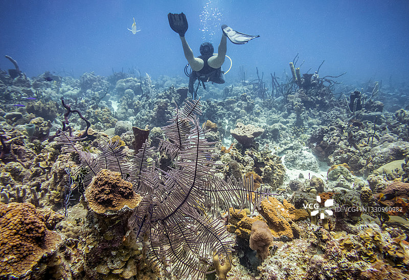 潜水员在蓝色浅海中与彩色珊瑚一起游泳图片素材