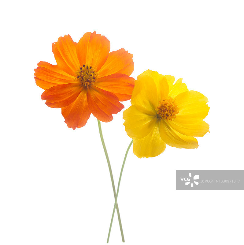 橙色和黄色大波斯菊图片素材