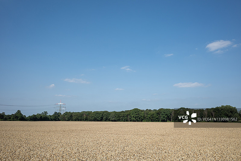 户外阳光明媚的景色：金色麦穗和大麦田图片素材
