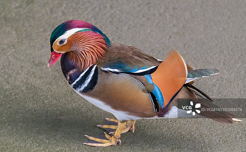 新加坡雄性鸳鸯图片素材