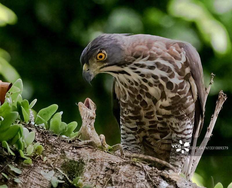 凤头苍鹰，新加坡图片素材