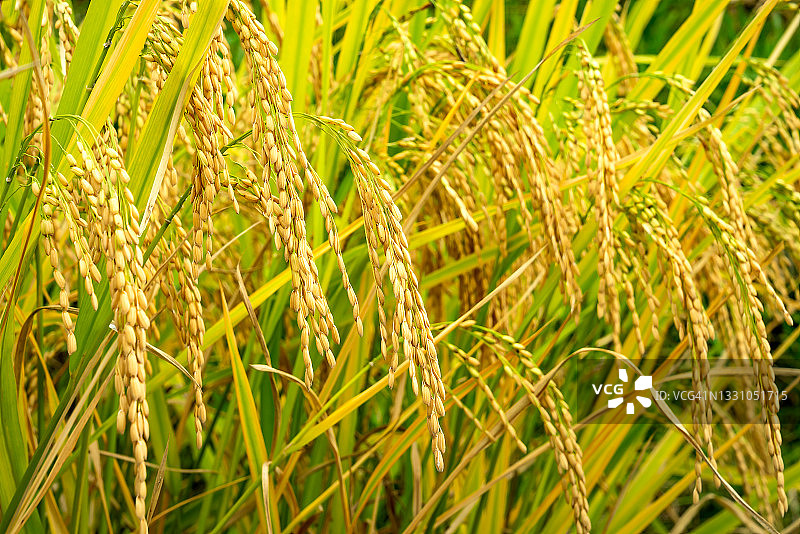 植物上成熟稻穗的美丽背景图片素材