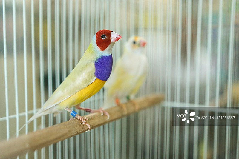 快乐的胡锦鸟图片素材