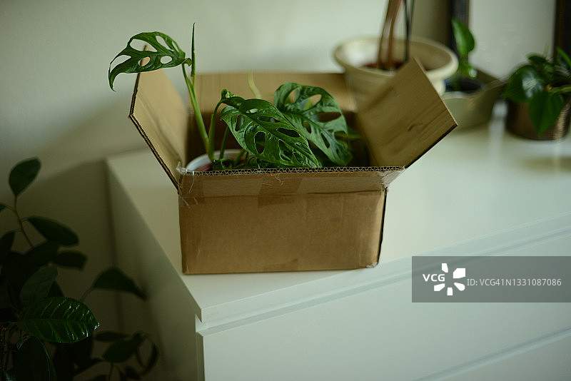 两株用纸板箱包装的绿色植物图片素材