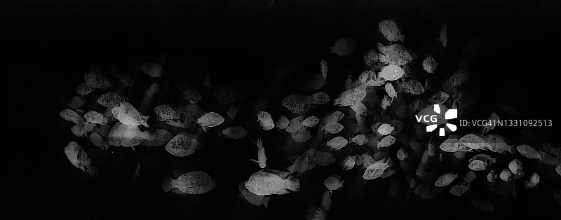 罗非鱼群的黑白图像图片素材