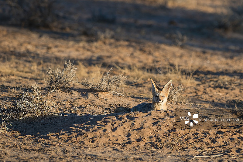卡拉哈里沙漠的南非狐及其巢穴图片素材