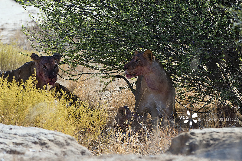 猎杀后的母狮，卡拉哈里沙漠图片素材