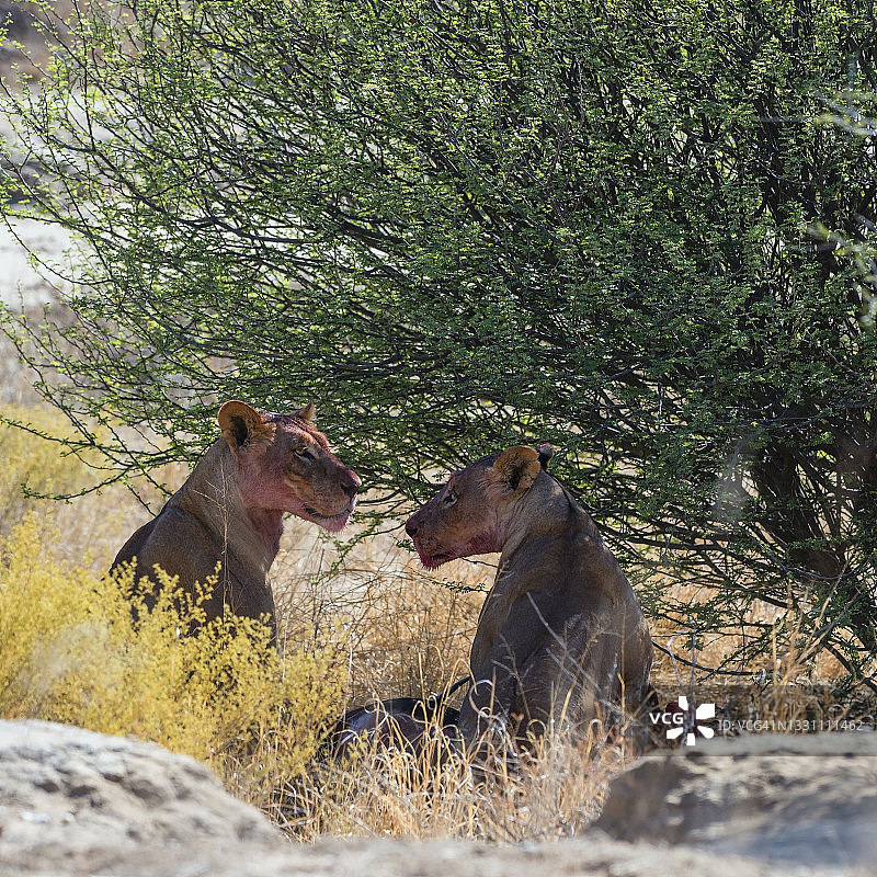 卡拉哈里沙漠中头带血迹的母狮图片素材
