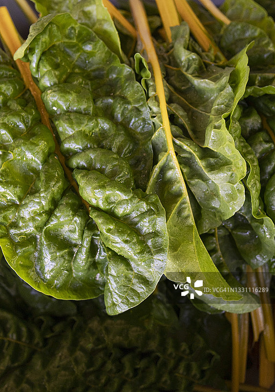 新鲜采摘的瑞士甜菜图片素材