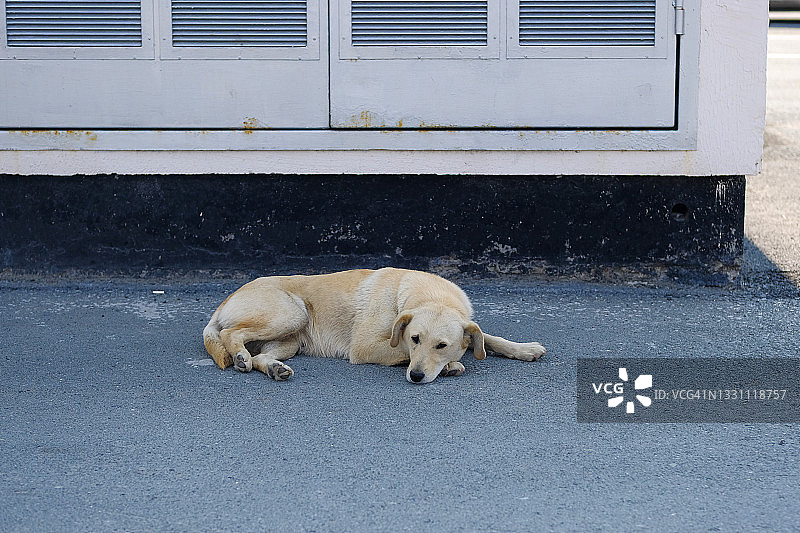 流浪的脏兮兮的伤心狗躺在沥青路或马路上，等待主人。公园里被遗弃的孤独饥饿宠物，在户外。图片素材