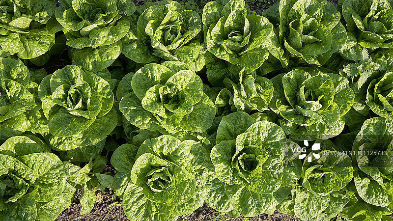 生菜蔬菜园农场图片素材