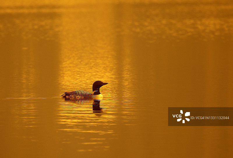 湖中孤独的潜鸟图片素材