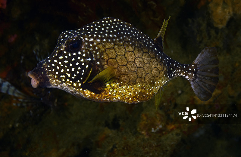 光滑的箱鲀图片素材