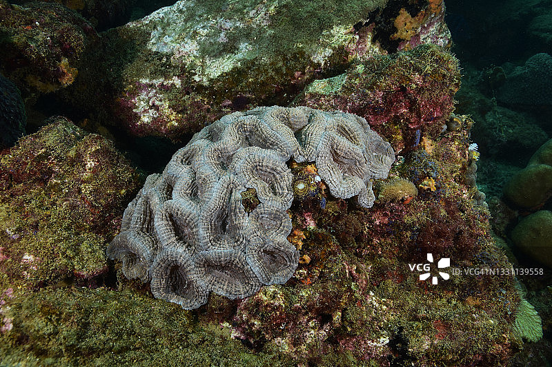 多刺花珊瑚图片素材