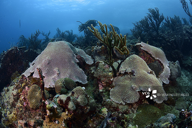 迷宫珊瑚图片素材