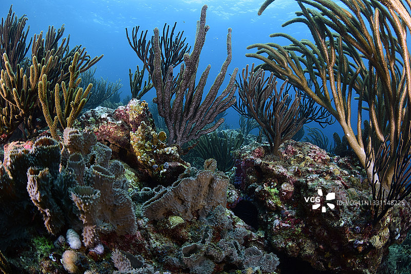 柳珊瑚礁图片素材
