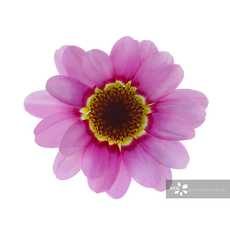 粉色银菊图片素材